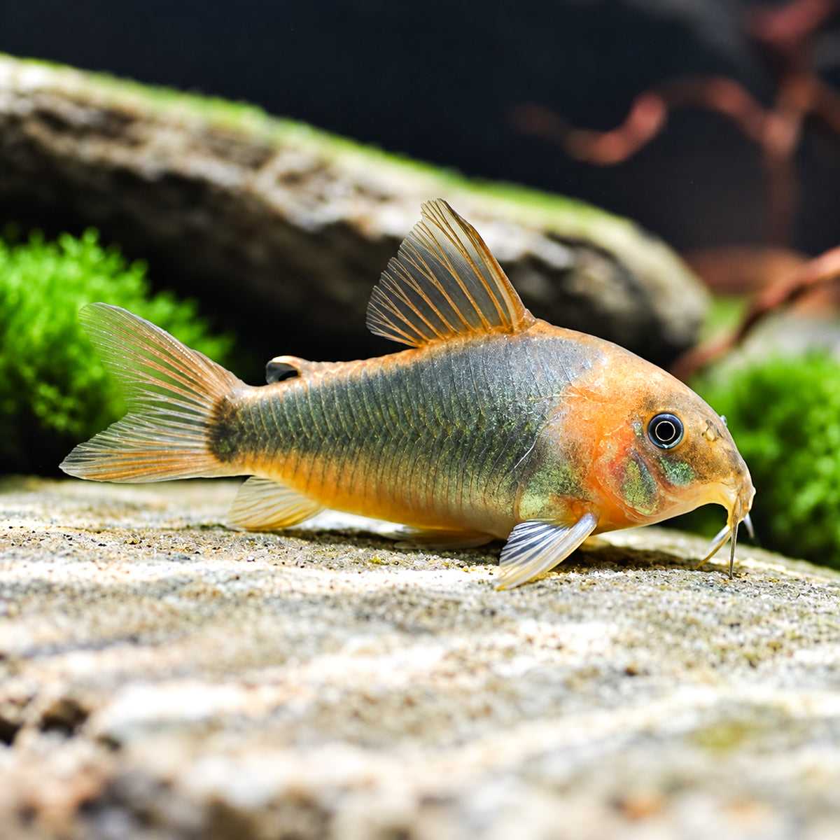 Eques Cory Catfish – Osteogaster Eques