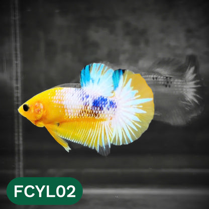 Yellow Fancy Male Betta Fish | Order Directly From Farm | You Pick Fish