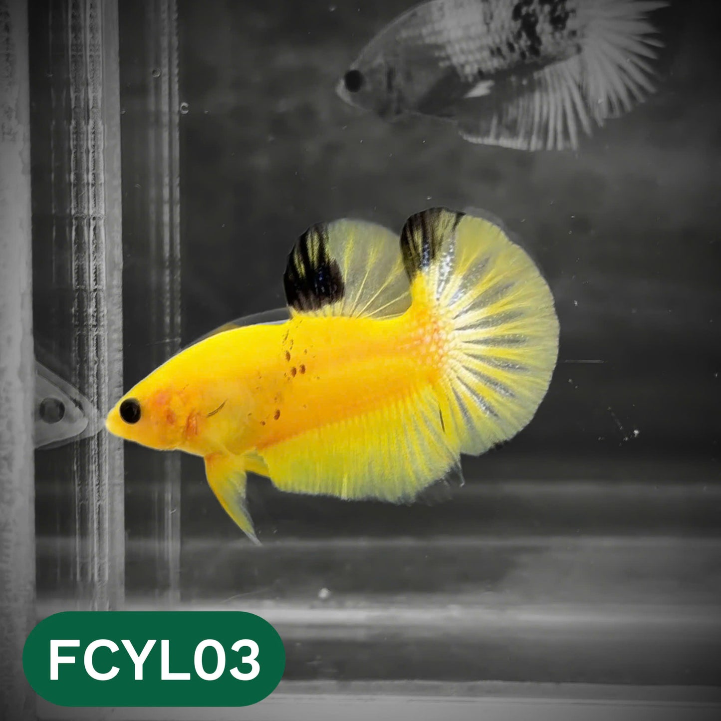 Yellow Fancy Male Betta Fish | Order Directly From Farm | You Pick Fish