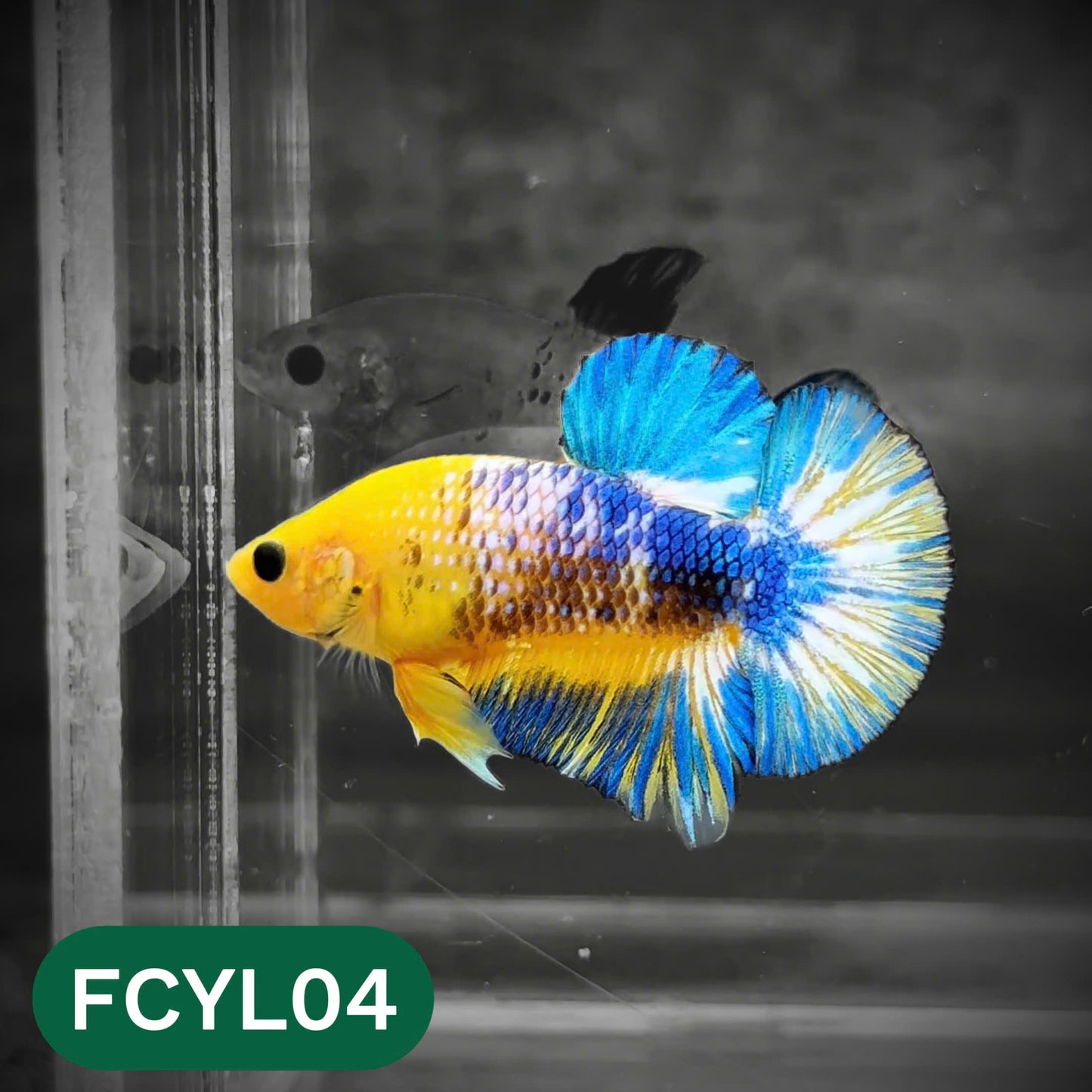 Yellow Fancy Male Betta Fish | Order Directly From Farm | You Pick Fish