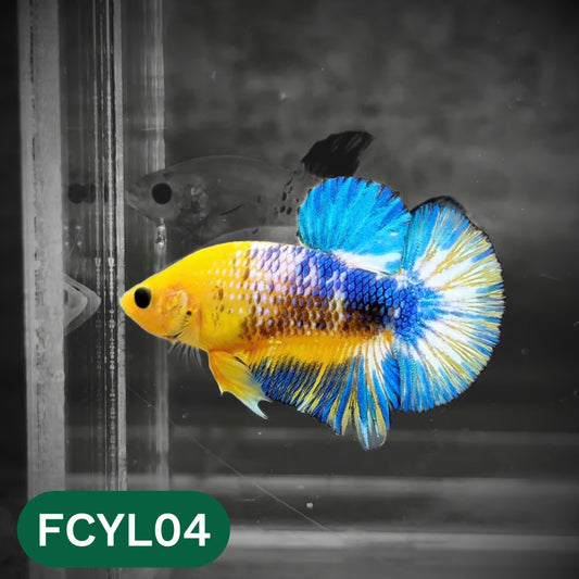 Yellow Fancy Male Betta Fish | Order Directly From Farm | You Pick Fish