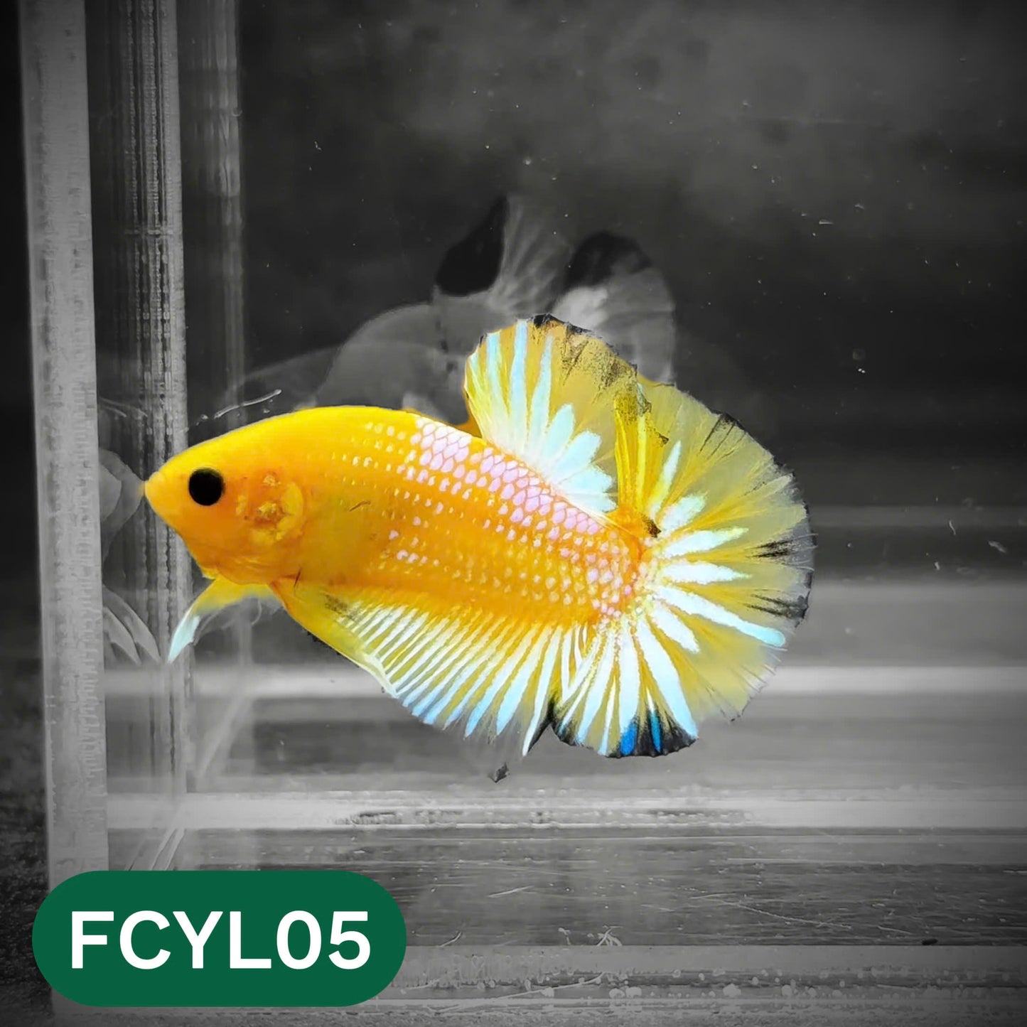 Yellow Fancy Male Betta Fish | Order Directly From Farm | You Pick Fish