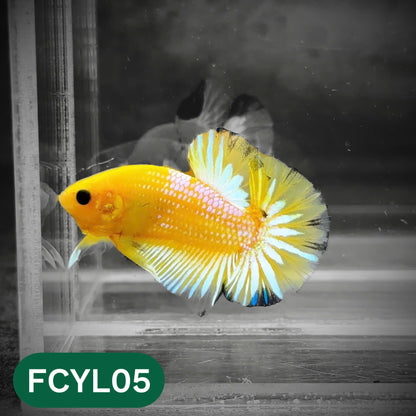 Yellow Fancy Male Betta Fish | Order Directly From Farm | You Pick Fish