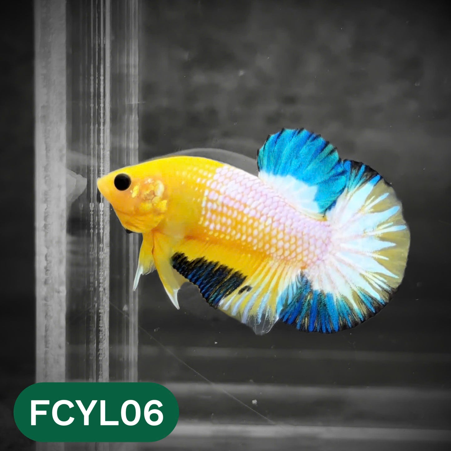 Yellow Fancy Male Betta Fish | Order Directly From Farm | You Pick Fish