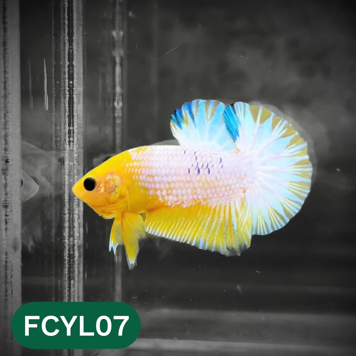 Yellow Fancy Male Betta Fish | Order Directly From Farm | You Pick Fish