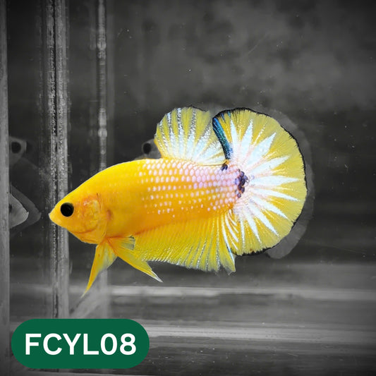 Yellow Fancy Male Betta Fish | Order Directly From Farm | You Pick Fish