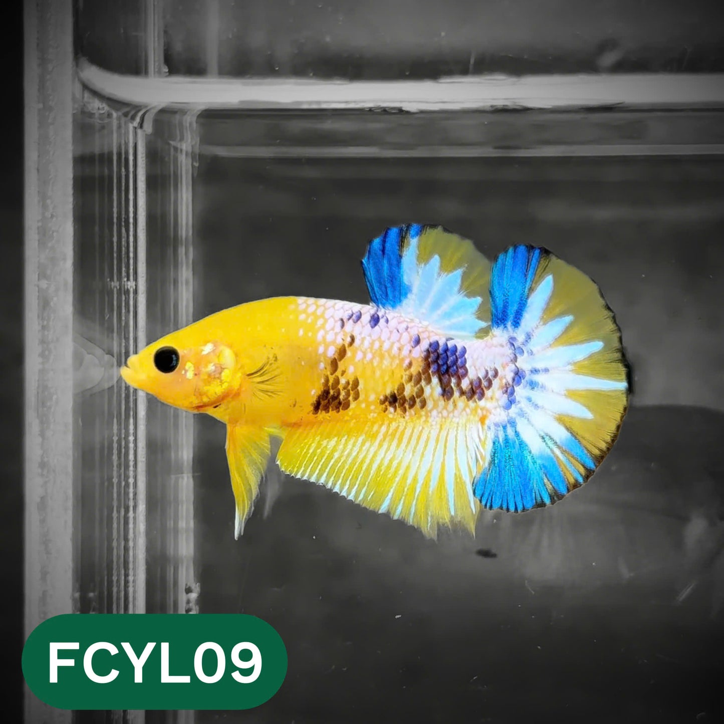Yellow Fancy Male Betta Fish | Order Directly From Farm | You Pick Fish