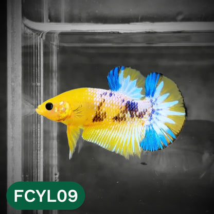 Yellow Fancy Male Betta Fish | Order Directly From Farm | You Pick Fish