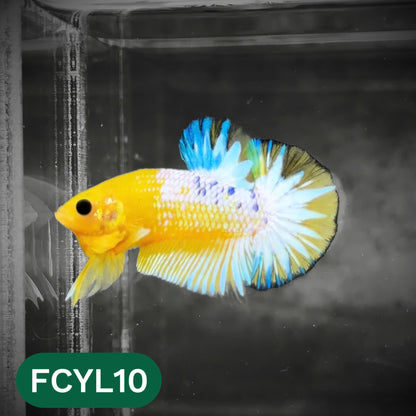 Yellow Fancy Male Betta Fish | Order Directly From Farm | You Pick Fish