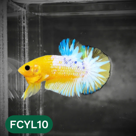 Yellow Fancy Male Betta Fish | Order Directly From Farm | You Pick Fish