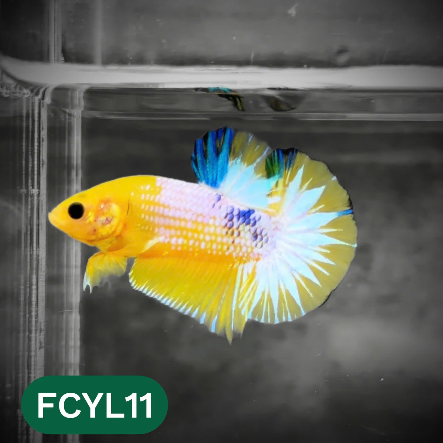 Yellow Fancy Male Betta Fish | Order Directly From Farm | You Pick Fish