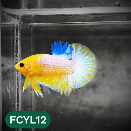 Yellow Fancy Male Betta Fish | Order Directly From Farm | You Pick Fish