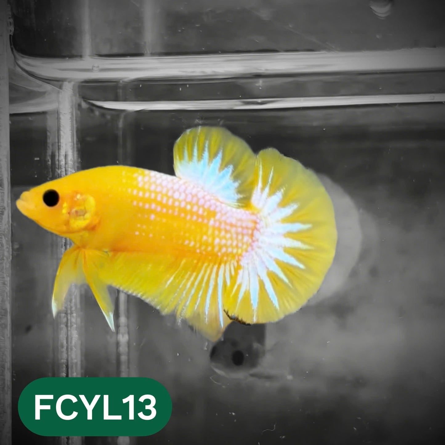 Yellow Fancy Male Betta Fish | Order Directly From Farm | You Pick Fish