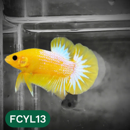 Yellow Fancy Male Betta Fish | Order Directly From Farm | You Pick Fish
