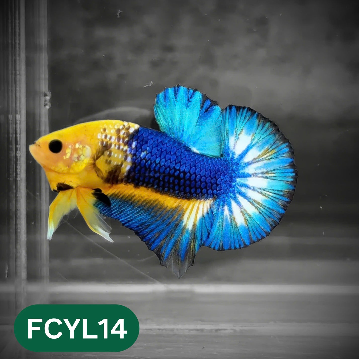 Yellow Fancy Male Betta Fish | Order Directly From Farm | You Pick Fish