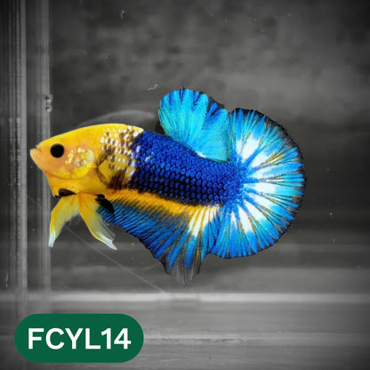 Yellow Fancy Male Betta Fish | Order Directly From Farm | You Pick Fish