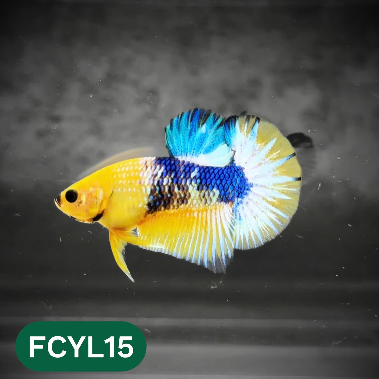 Yellow Fancy Male Betta Fish | Order Directly From Farm | You Pick Fish
