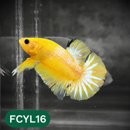 Yellow Fancy Male Betta Fish | Order Directly From Farm | You Pick Fish