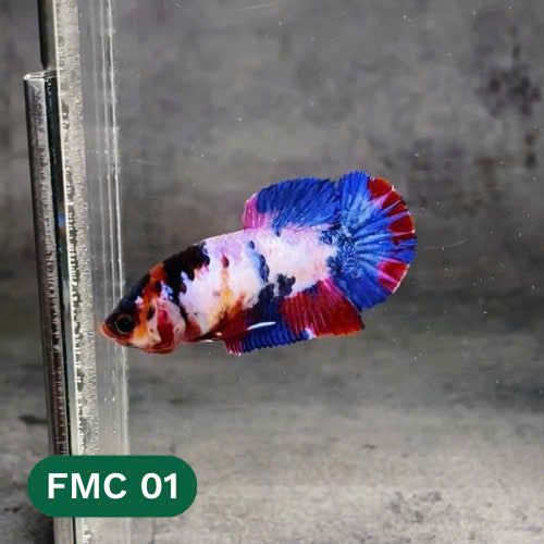 Multicolor Female Betta Fish | You Pick Fish | High Grade