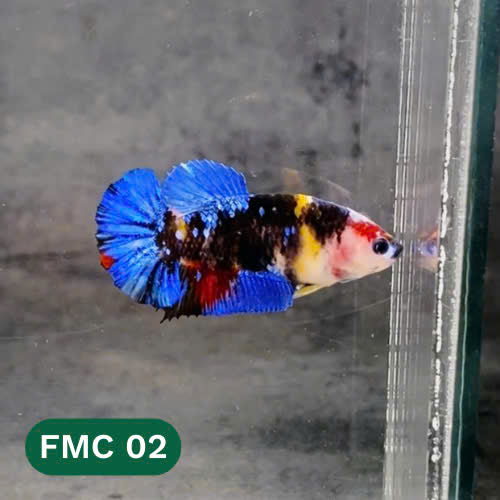 Multicolor Female Betta Fish | You Pick Fish | High Grade