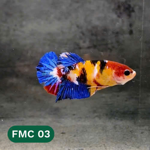 Multicolor Female Betta Fish | You Pick Fish | High Grade