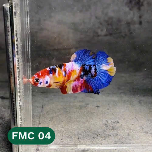 Multicolor Female Betta Fish | You Pick Fish | High Grade