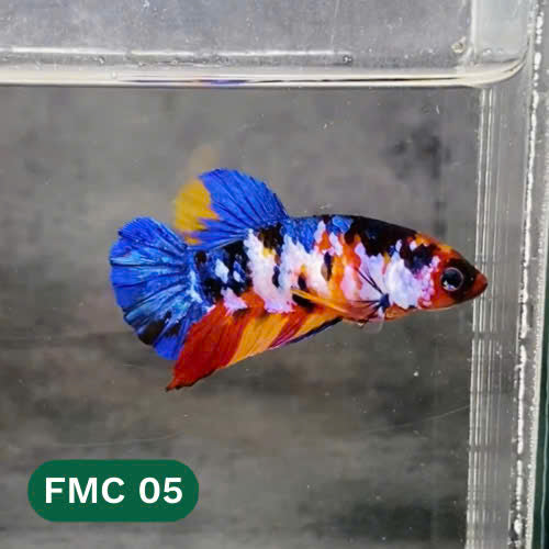 Multicolor Female Betta Fish | You Pick Fish | High Grade