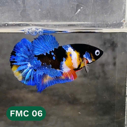 Multicolor Female Betta Fish | You Pick Fish | High Grade