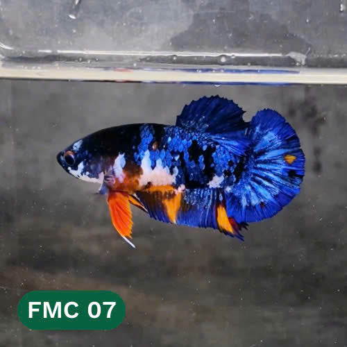Multicolor Female Betta Fish | You Pick Fish | High Grade