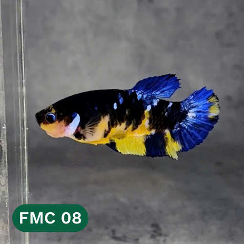 Multicolor Female Betta Fish | You Pick Fish | High Grade