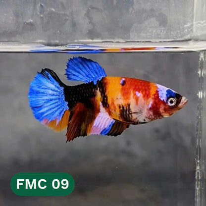 Multicolor Female Betta Fish | You Pick Fish | High Grade