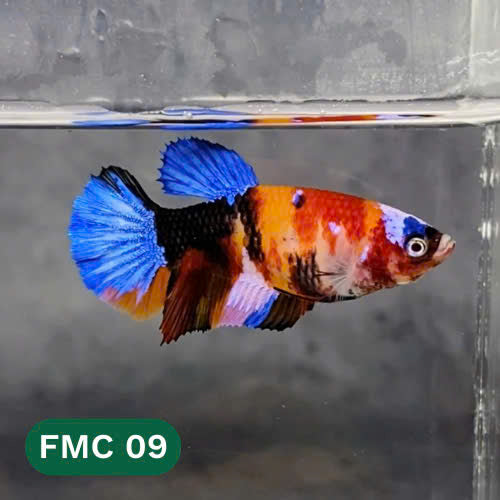 Multicolor Female Betta Fish | You Pick Fish | High Grade