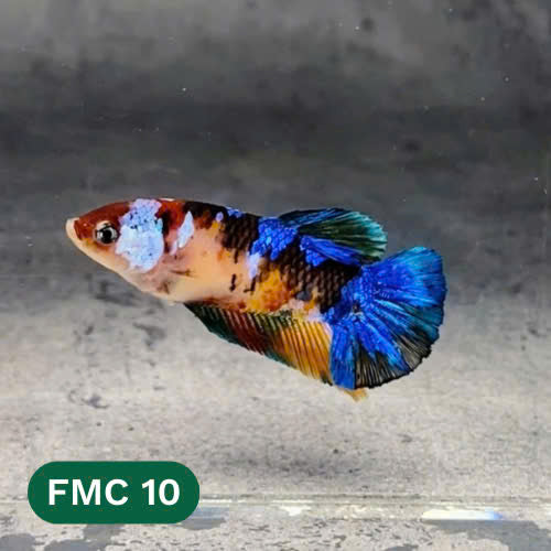 Multicolor Female Betta Fish | You Pick Fish | High Grade