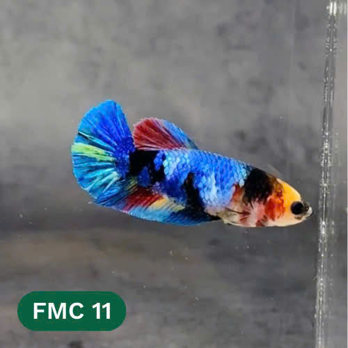 Multicolor Female Betta Fish | You Pick Fish | High Grade
