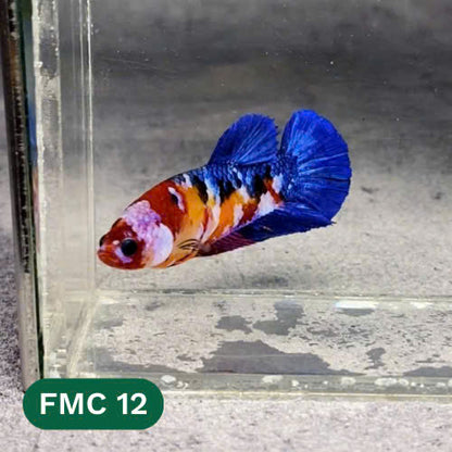 Multicolor Female Betta Fish | You Pick Fish | High Grade