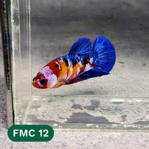 Multicolor Female Betta Fish | You Pick Fish | High Grade