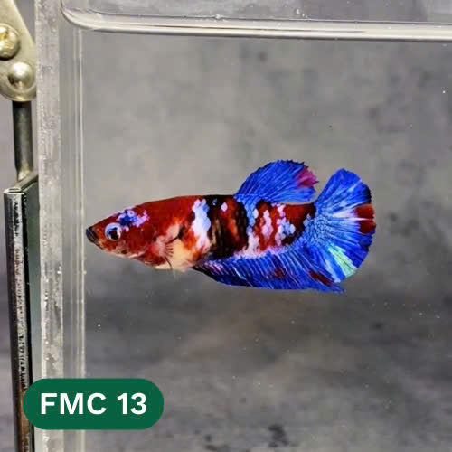 Multicolor Female Betta Fish | You Pick Fish | High Grade