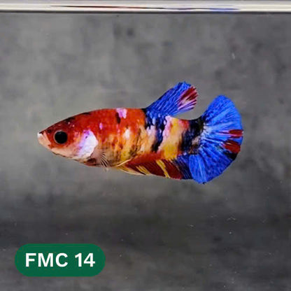 Multicolor Female Betta Fish | You Pick Fish | High Grade