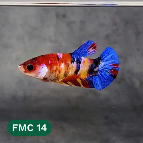 Multicolor Female Betta Fish | You Pick Fish | High Grade