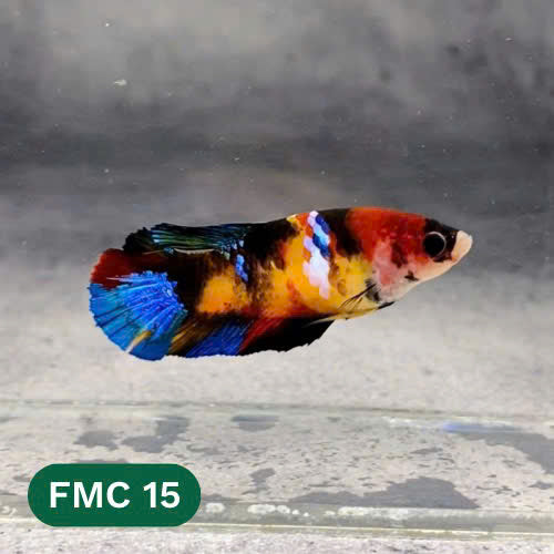 Multicolor Female Betta Fish | You Pick Fish | High Grade