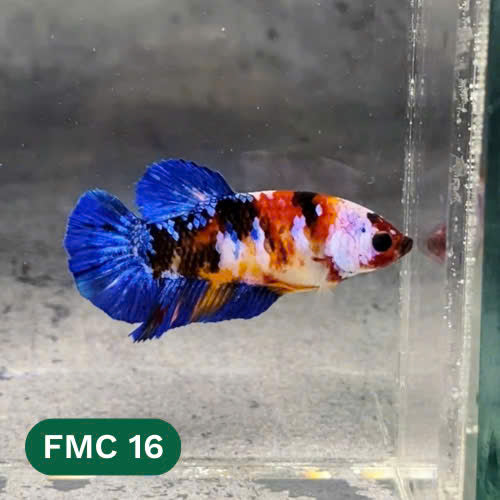 Multicolor Female Betta Fish | You Pick Fish | High Grade
