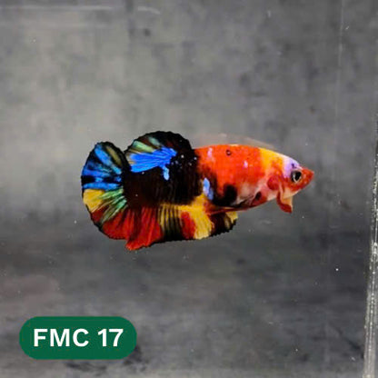 Multicolor Female Betta Fish | You Pick Fish | High Grade