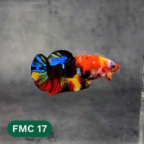 Multicolor Female Betta Fish | You Pick Fish | High Grade