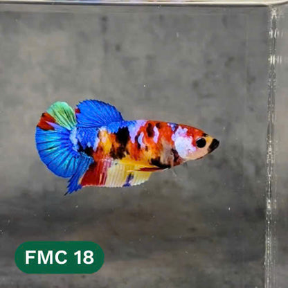Multicolor Female Betta Fish | You Pick Fish | High Grade