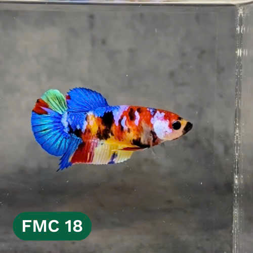 Multicolor Female Betta Fish | You Pick Fish | High Grade