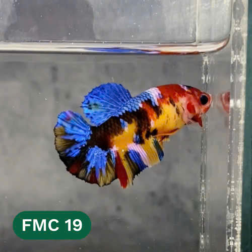 Multicolor Female Betta Fish | You Pick Fish | High Grade