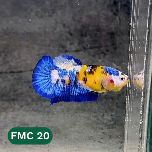 Multicolor Female Betta Fish | You Pick Fish  | High Grade