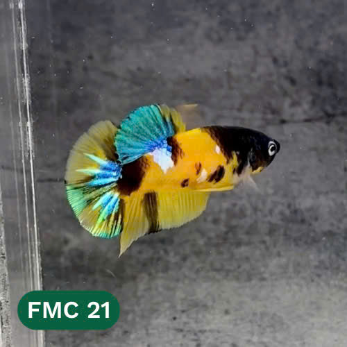 Multicolor Female Betta Fish | You Pick Fish  | High Grade