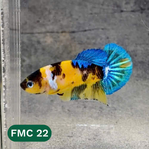 Multicolor Female Betta Fish | You Pick Fish  | High Grade