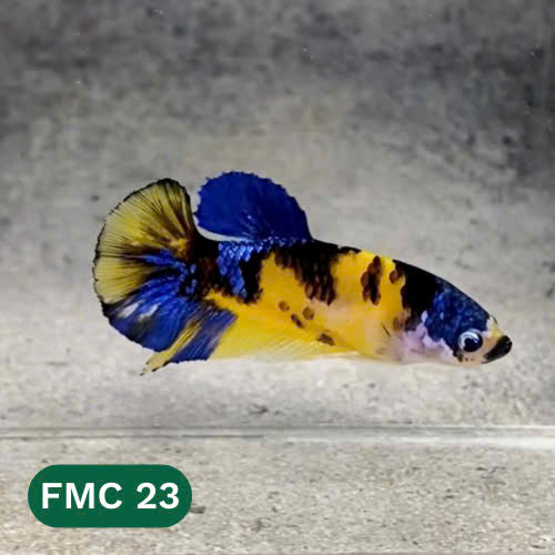 Multicolor Female Betta Fish | You Pick Fish  | High Grade